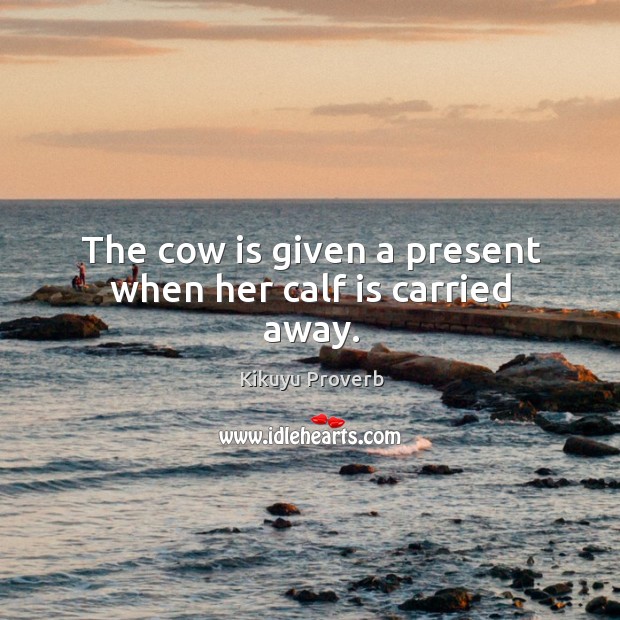 The cow is given a present when her calf is carried away. Image