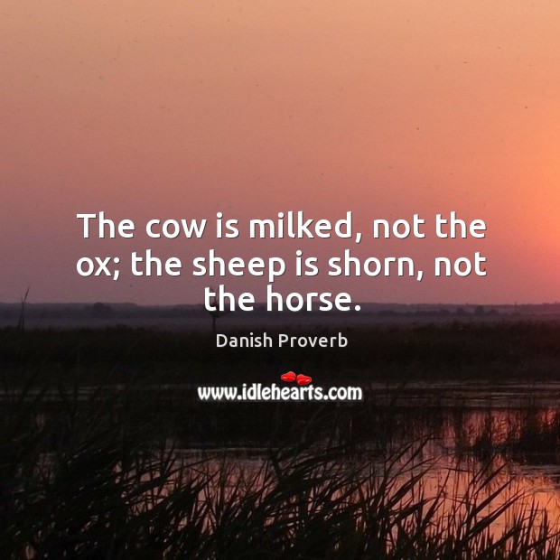 The cow is milked, not the ox; the sheep is shorn, not the horse. Danish Proverbs Image