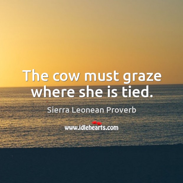 The cow must graze where she is tied. Sierra Leonean Proverbs Image