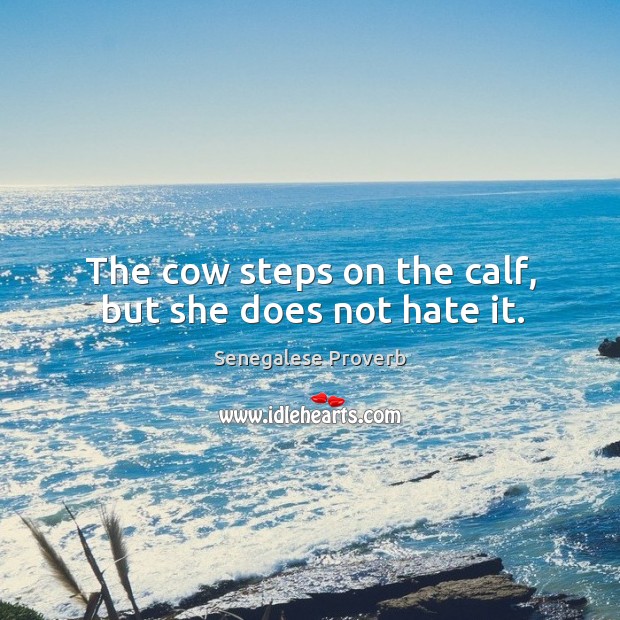 The cow steps on the calf, but she does not hate it. Senegalese Proverbs Image