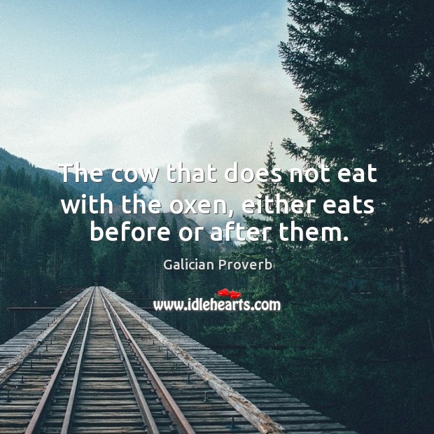 The cow that does not eat with the oxen, either eats before or after them. Galician Proverbs Image