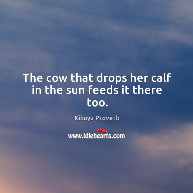 The cow that drops her calf in the sun feeds it there too. Kikuyu Proverbs Image