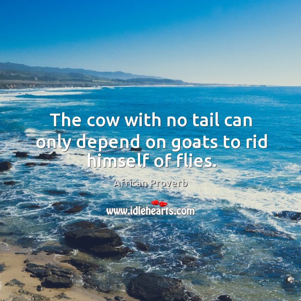 The cow with no tail can only depend on goats to rid himself of flies. Image