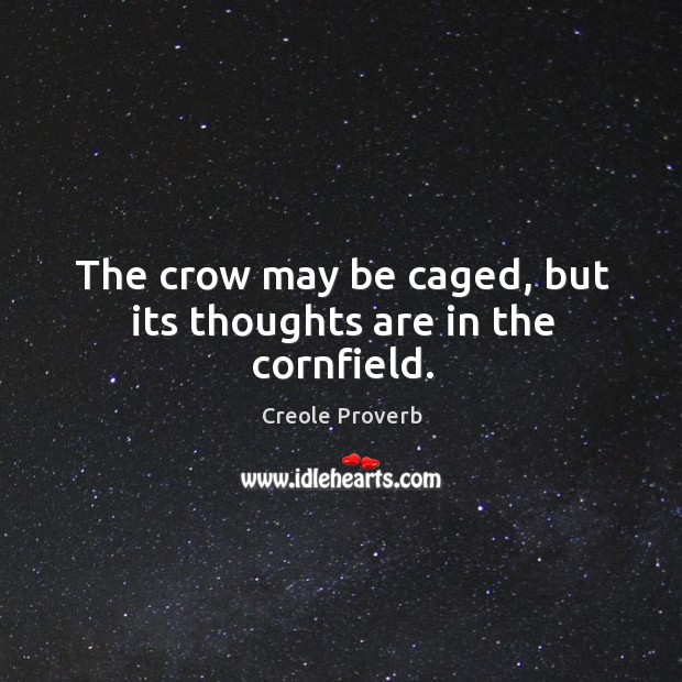 The crow may be caged, but its thoughts are in the cornfield. Creole Proverbs Image