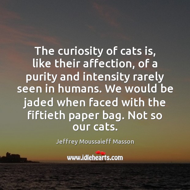 The curiosity of cats is, like their affection, of a purity and 
