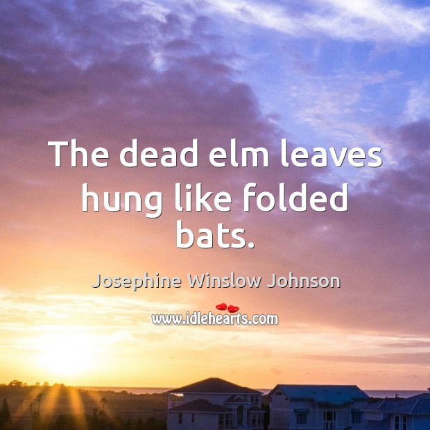 The dead elm leaves hung like folded bats. Josephine Winslow Johnson Picture Quote