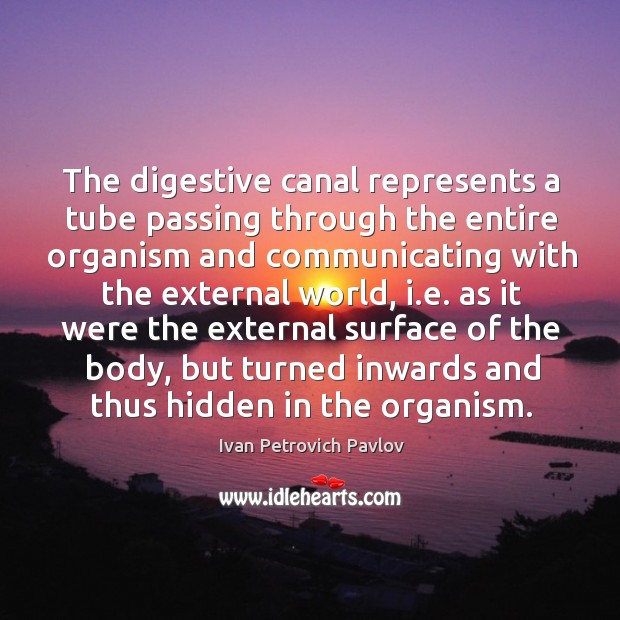 The digestive canal represents a tube passing through the entire organism and communicating Ivan Petrovich Pavlov Picture Quote