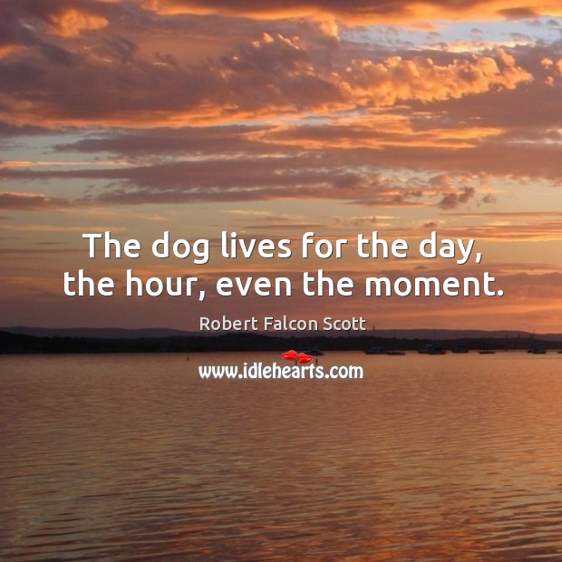 The dog lives for the day, the hour, even the moment. Robert Falcon Scott Picture Quote