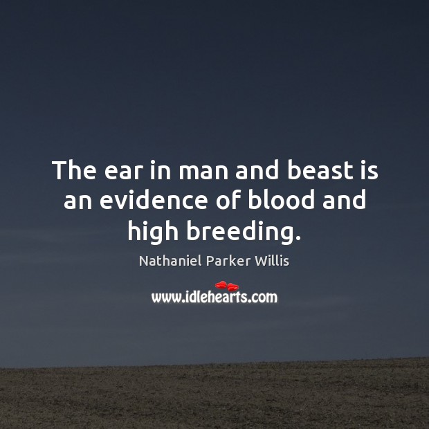The ear in man and beast is an evidence of blood and high breeding. Nathaniel Parker Willis Picture Quote