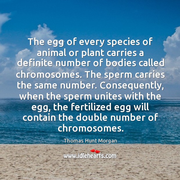 The egg of every species of animal or plant carries a definite number of bodies called chromosomes. Thomas Hunt Morgan Picture Quote
