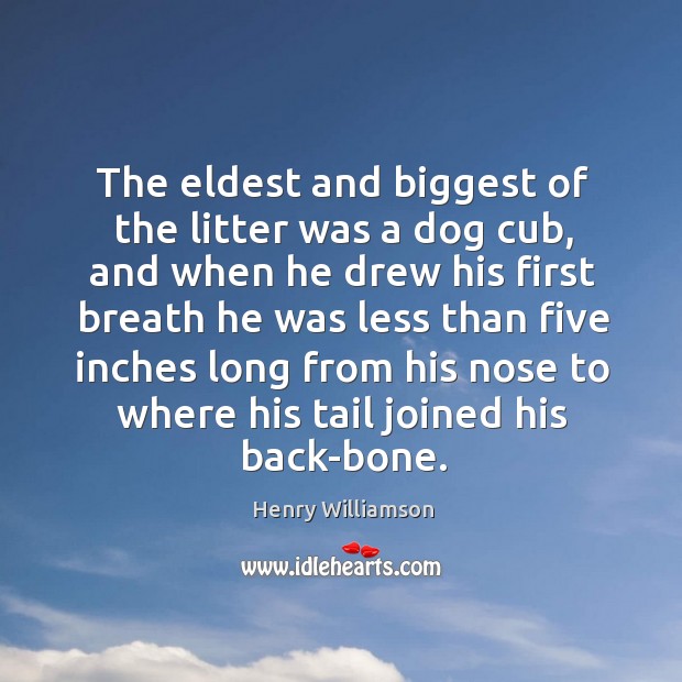 The eldest and biggest of the litter was a dog cub, and when he drew his first Henry Williamson Picture Quote
