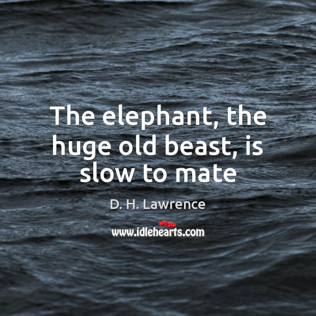 The elephant, the huge old beast, is slow to mate D. H. Lawrence Picture Quote