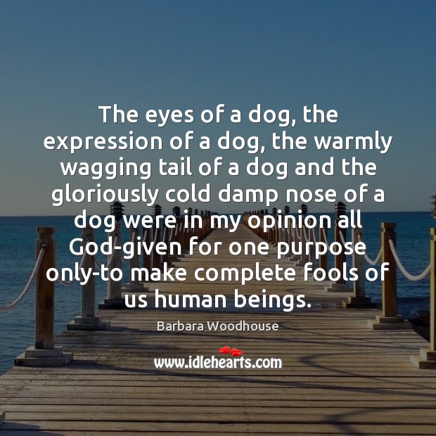 The eyes of a dog, the expression of a dog, the warmly Barbara Woodhouse Picture Quote
