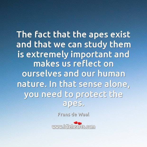 The fact that the apes exist and that we can study them Frans de Waal Picture Quote