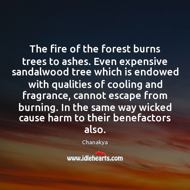 The fire of the forest burns trees to ashes. Even expensive sandalwood Chanakya Picture Quote