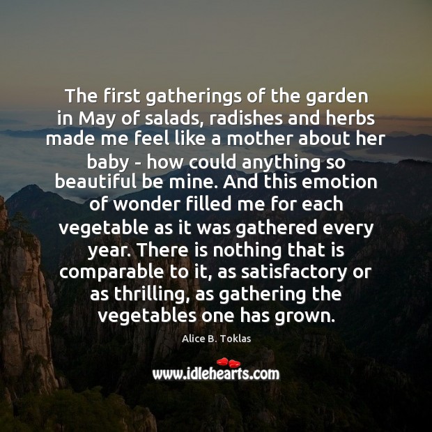 The first gatherings of the garden in May of salads, radishes and Image