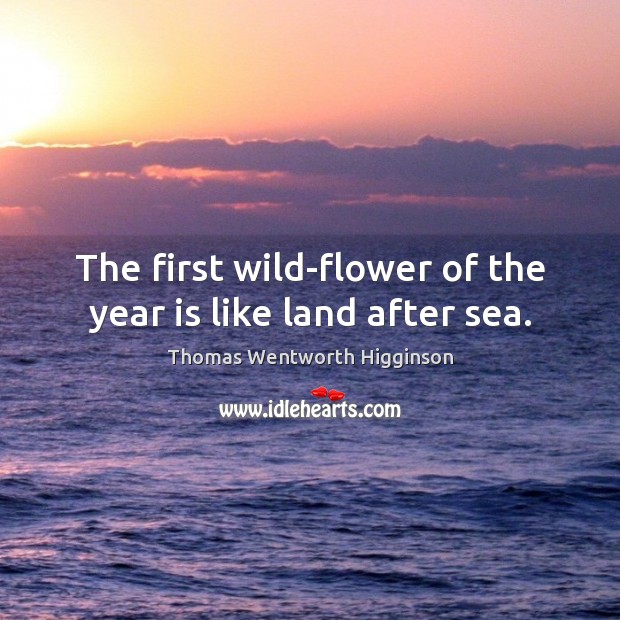 The first wild-flower of the year is like land after sea. Thomas Wentworth Higginson Picture Quote