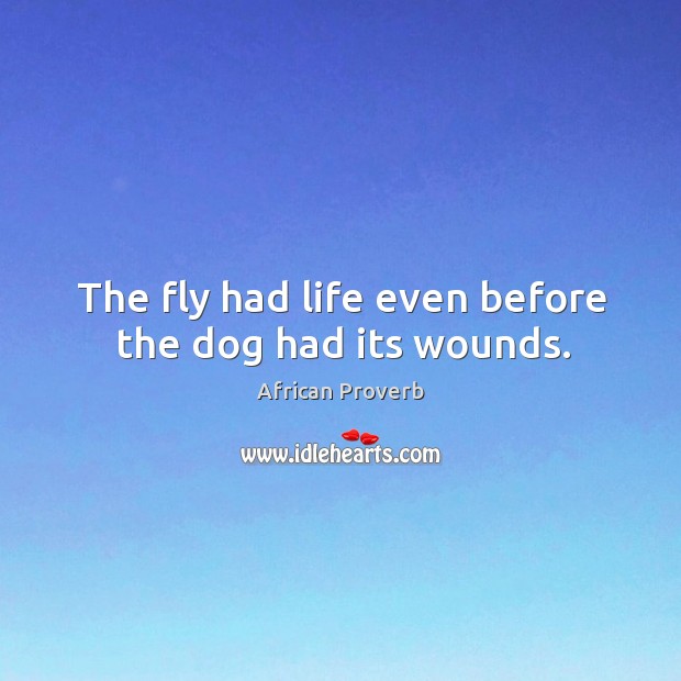 The fly had life even before the dog had its wounds. Image