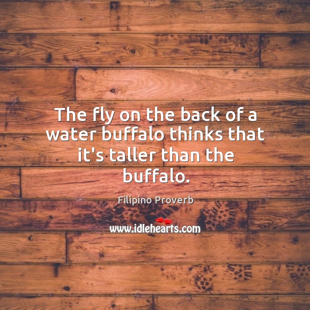 The fly on the back of a water buffalo thinks that it’s taller than the buffalo. Filipino Proverbs Image