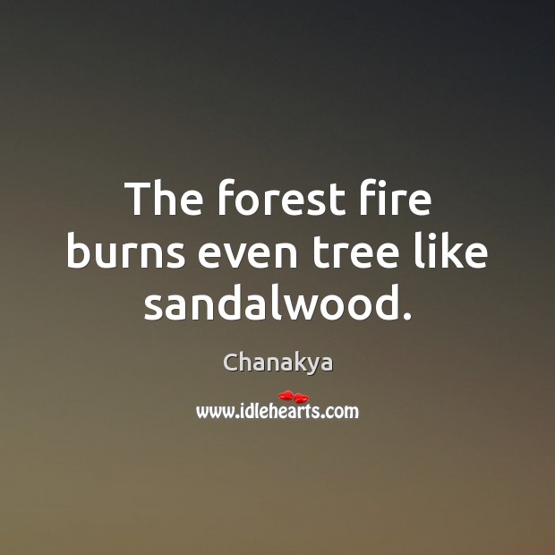 The forest fire burns even tree like sandalwood. Chanakya Picture Quote