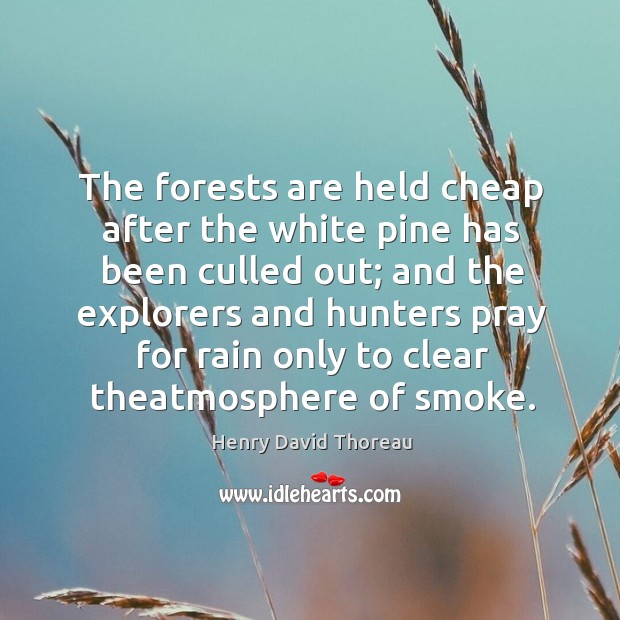 The forests are held cheap after the white pine has been culled Image
