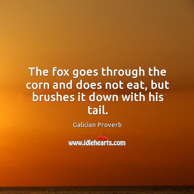 The fox goes through the corn and does not eat, but brushes it down with his tail. Image