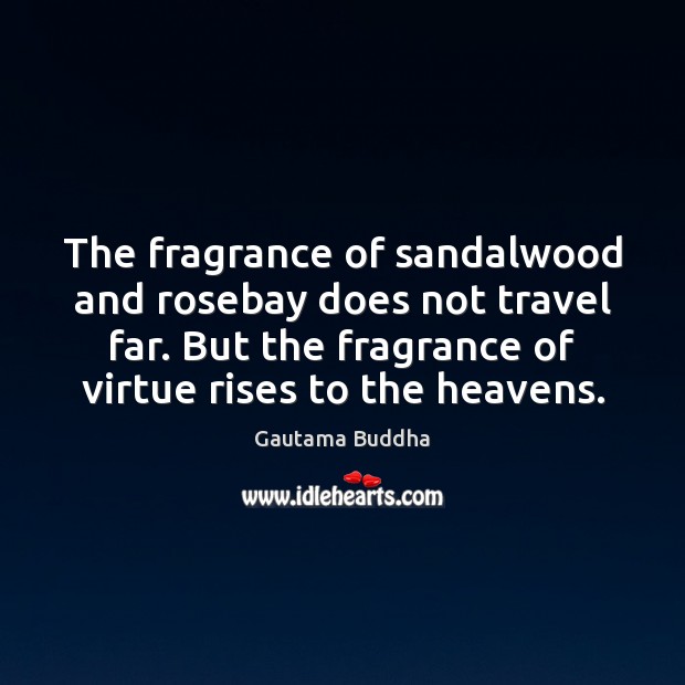 The fragrance of sandalwood and rosebay does not travel far. But the Gautama Buddha Picture Quote