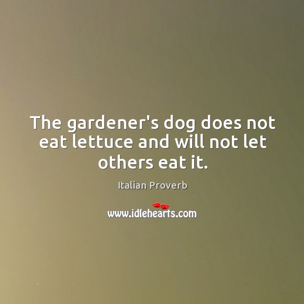 The gardener’s dog does not eat lettuce and will not let others eat it. Image