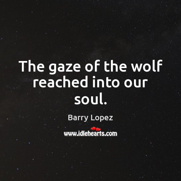 The gaze of the wolf reached into our soul. Barry Lopez Picture Quote