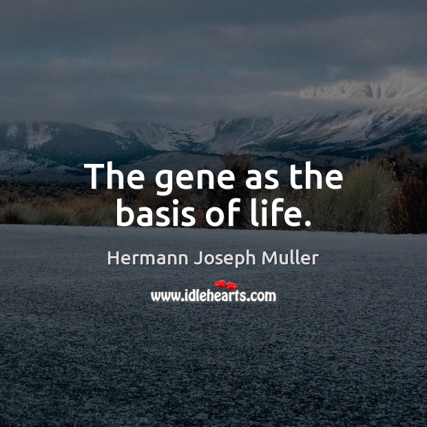 The gene as the basis of life. Hermann Joseph Muller Picture Quote
