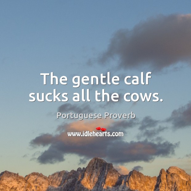The gentle calf sucks all the cows. Portuguese Proverbs Image