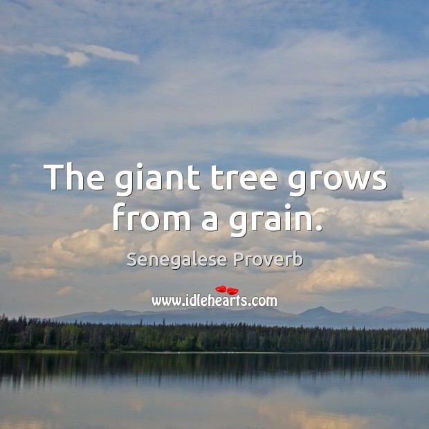 The giant tree grows from a grain. Senegalese Proverbs Image