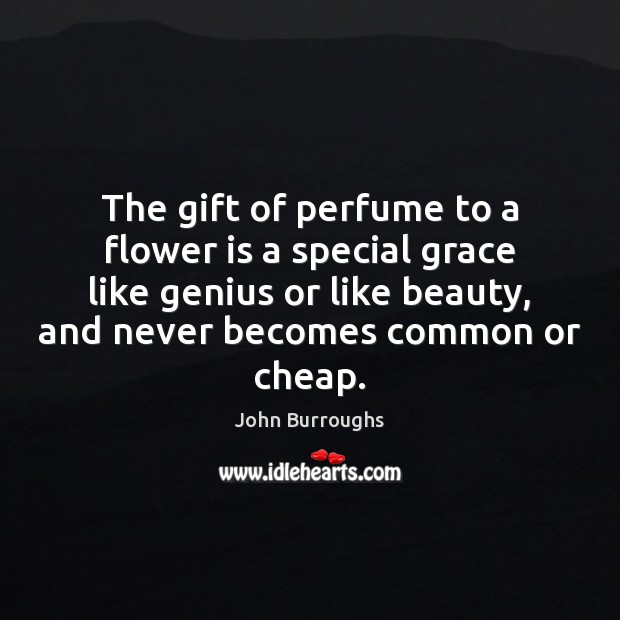 The gift of perfume to a flower is a special grace like John Burroughs Picture Quote