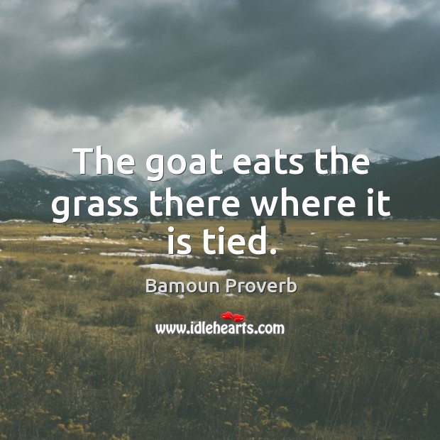 The goat eats the grass there where it is tied. Image