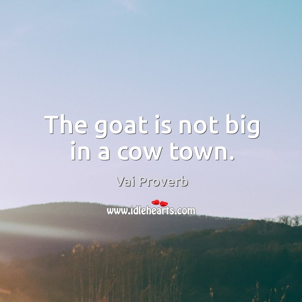 The goat is not big in a cow town. Vai Proverbs Image