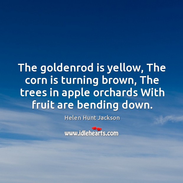 The goldenrod is yellow, the corn is turning brown, the trees in apple orchards with fruit are bending down. Image