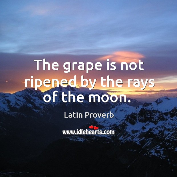 The grape is not ripened by the rays of the moon. Image