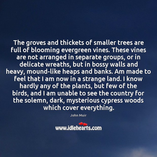 The groves and thickets of smaller trees are full of blooming evergreen John Muir Picture Quote