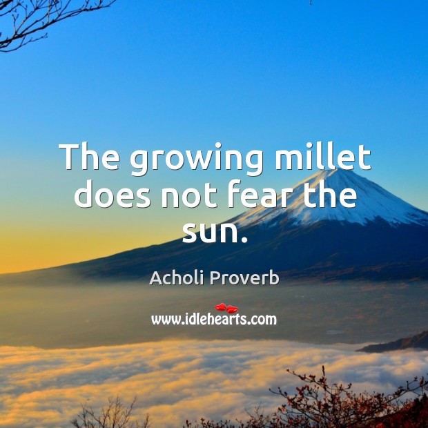 The growing millet does not fear the sun. Acholi Proverbs Image