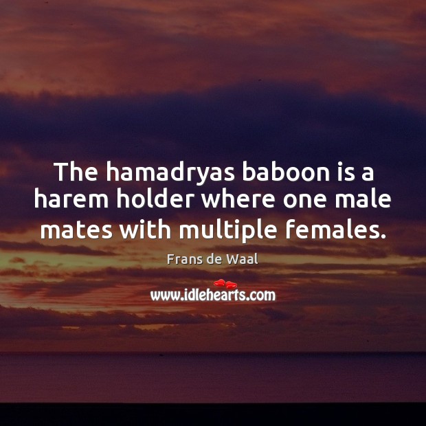 The hamadryas baboon is a harem holder where one male mates with multiple females. Frans de Waal Picture Quote