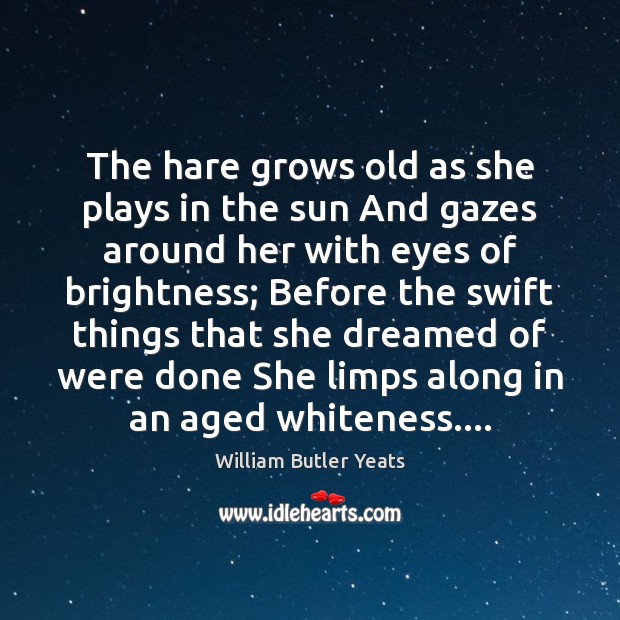 The hare grows old as she plays in the sun And gazes William Butler Yeats Picture Quote