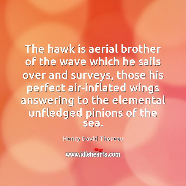 The hawk is aerial brother of the wave which he sails over Henry David Thoreau Picture Quote