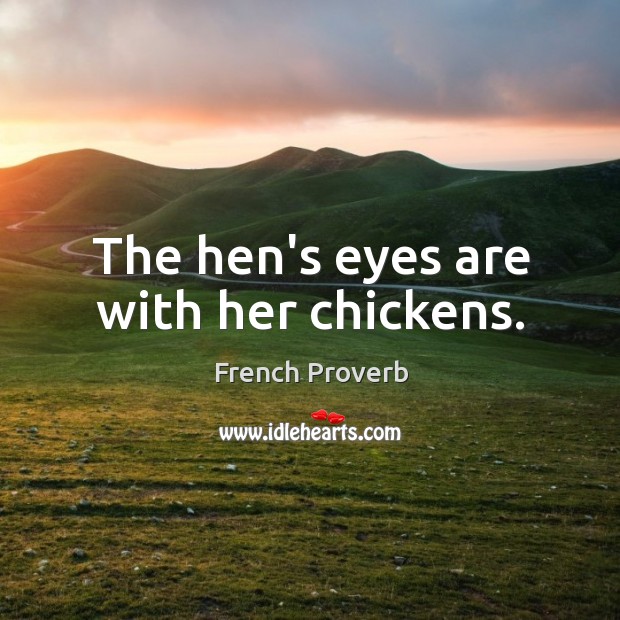 The hen’s eyes are with her chickens. Image