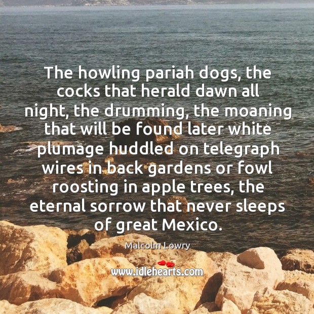 The howling pariah dogs, the cocks that herald dawn all night, the Malcolm Lowry Picture Quote