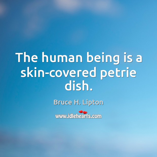 The human being is a skin-covered petrie dish. Bruce H. Lipton Picture Quote