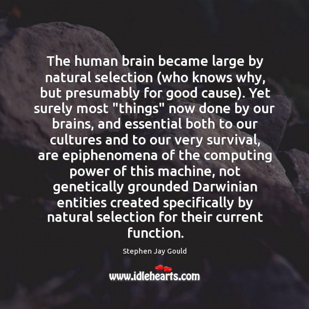 The human brain became large by natural selection (who knows why, but Stephen Jay Gould Picture Quote
