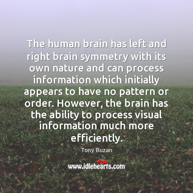 The human brain has left and right brain symmetry with its own Tony Buzan Picture Quote