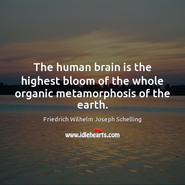 The human brain is the highest bloom of the whole organic metamorphosis of the earth. Friedrich Wilhelm Joseph Schelling Picture Quote