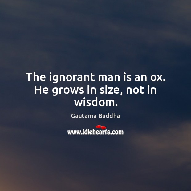 The ignorant man is an ox. He grows in size, not in wisdom. Gautama Buddha Picture Quote