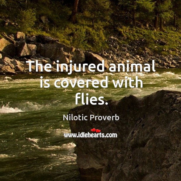 The injured animal is covered with flies. Nilotic Proverbs Image